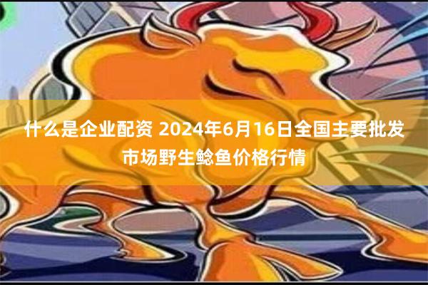 什么是企业配资 2024年6月16日全国主要批发市场野生鲶鱼价格行情